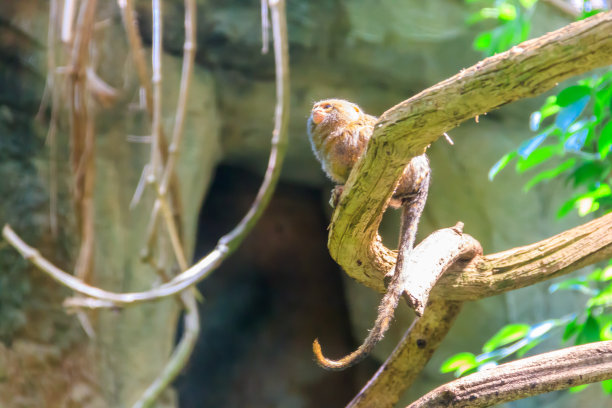 marmoset