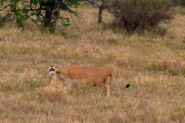 雌狮,塞伦盖蒂国家公园,大型猫科动物