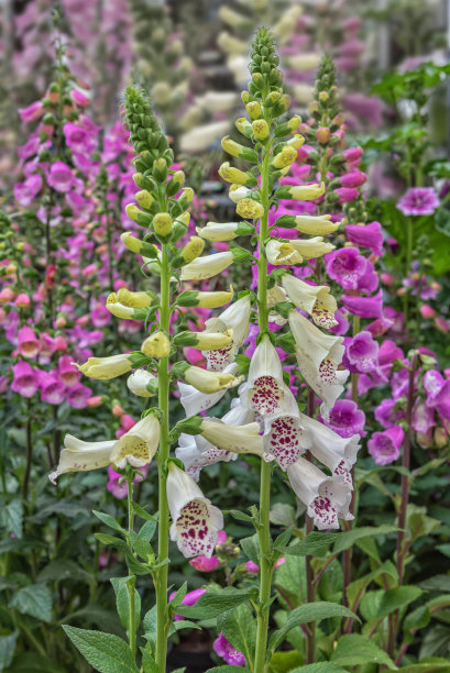 digitalis
