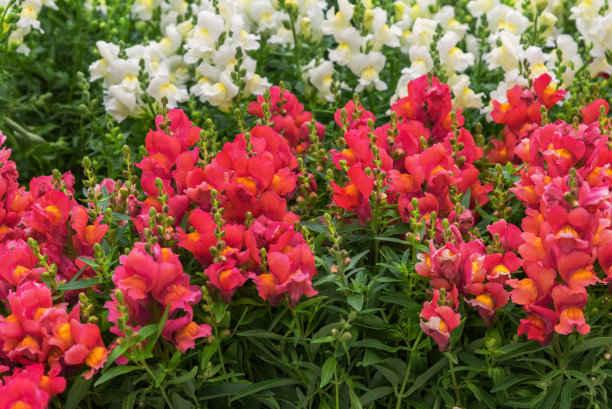 snapdragon