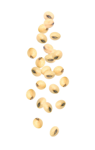 bean