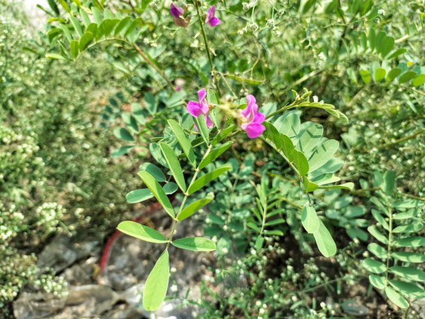legume