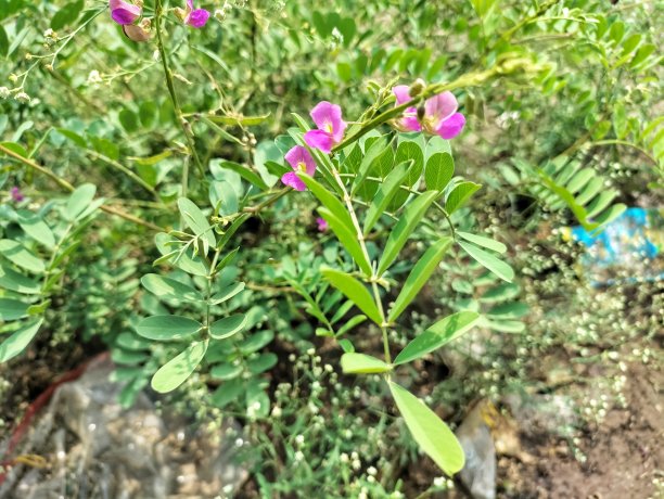 legume