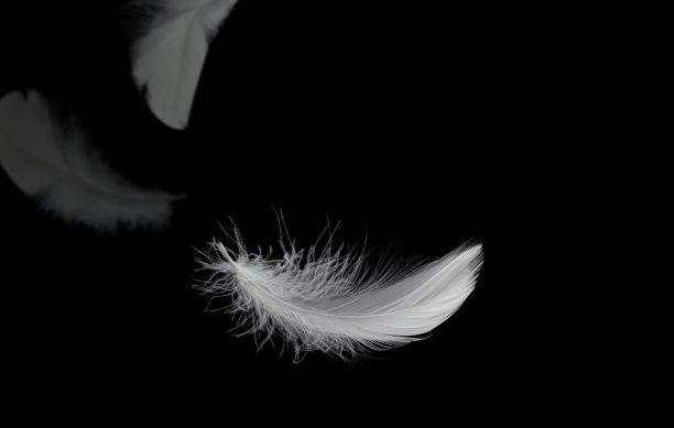 plumage