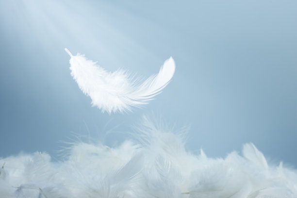 plumage