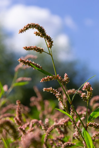 polygonum