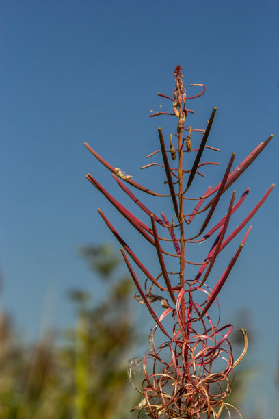 epilobium