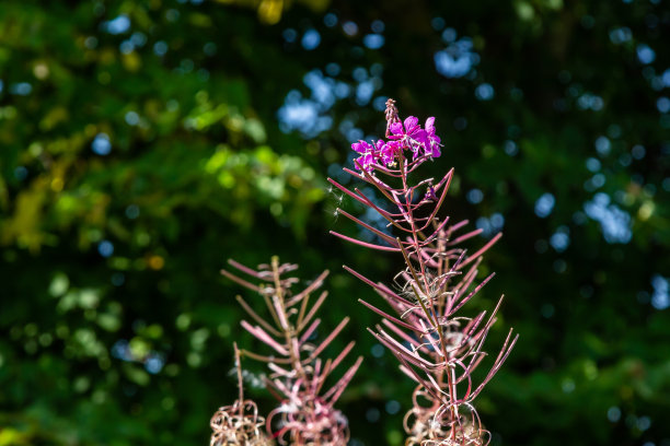 epilobium