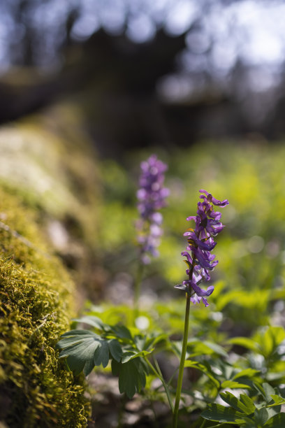 corydalis