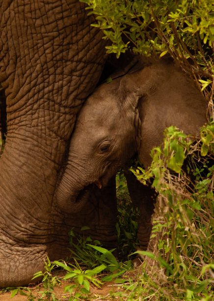 pachyderm