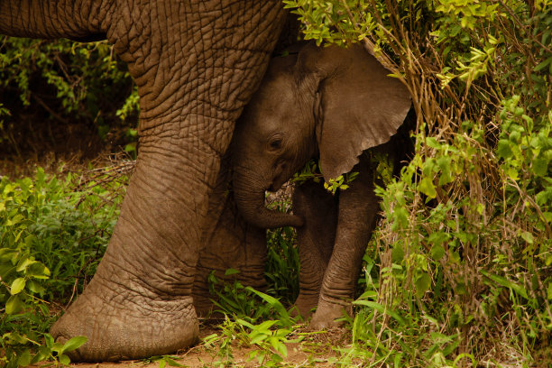 pachyderm