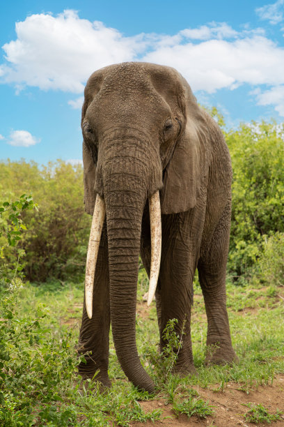 ivory