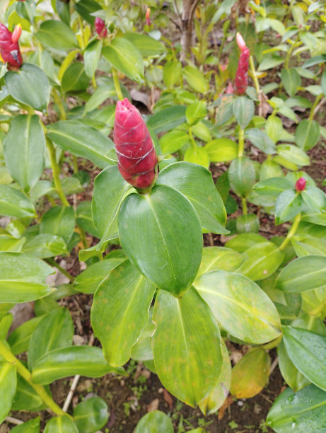 costus