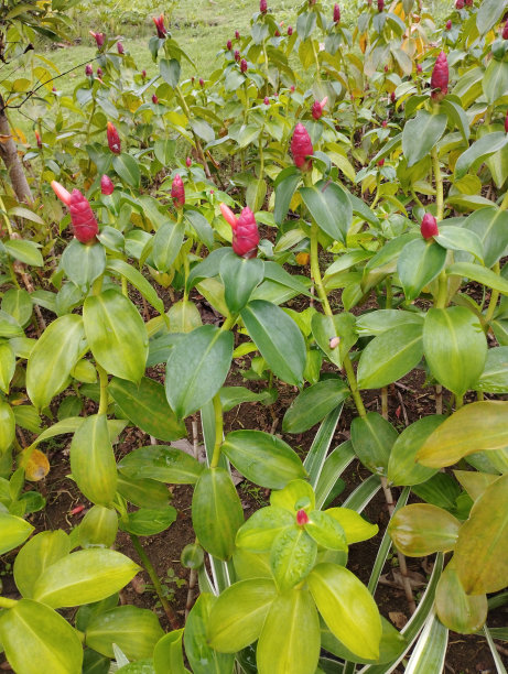 costus