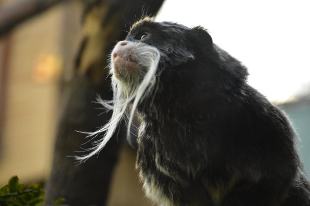 saguinus