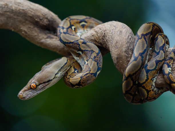 boa