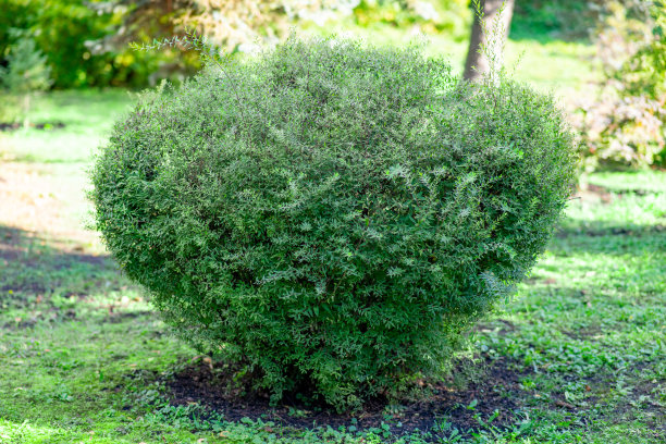 shrub