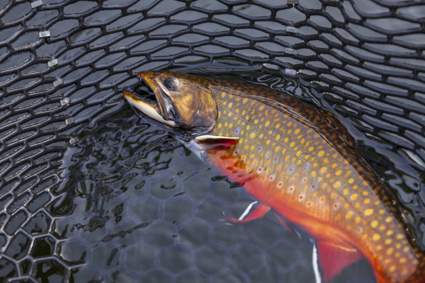 salvelinus