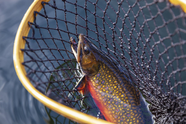 salvelinus
