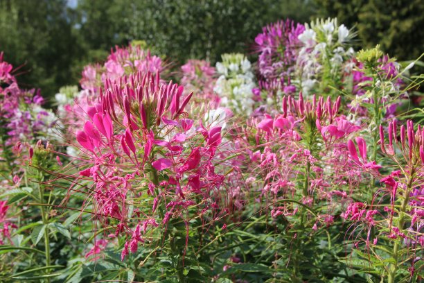 cleome