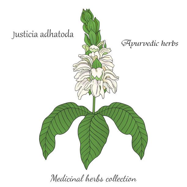 ayurveda
