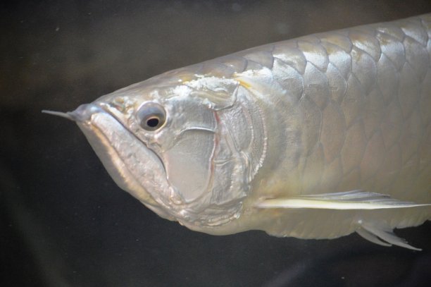 arowana