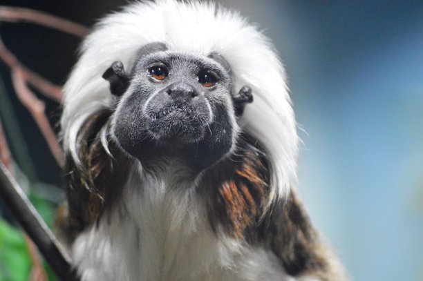 saguinus