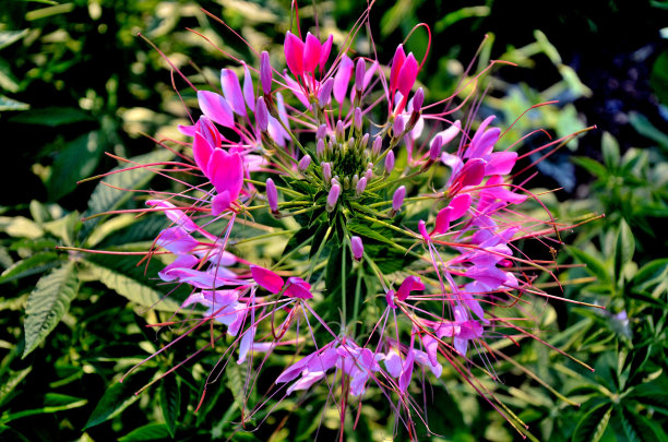 cleome