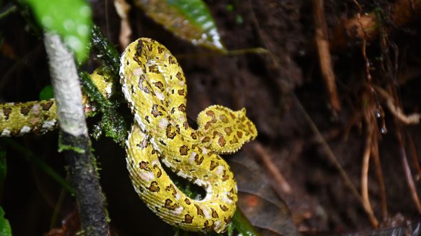 atheris