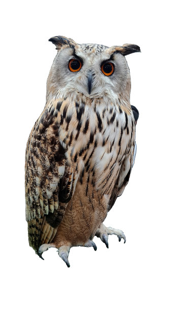 strix
