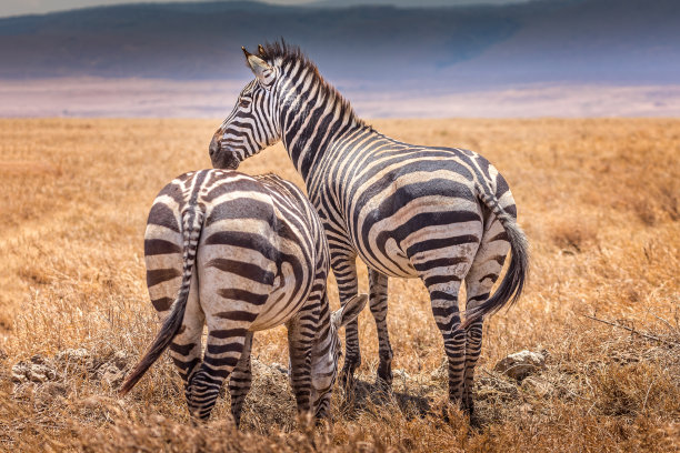 zebra