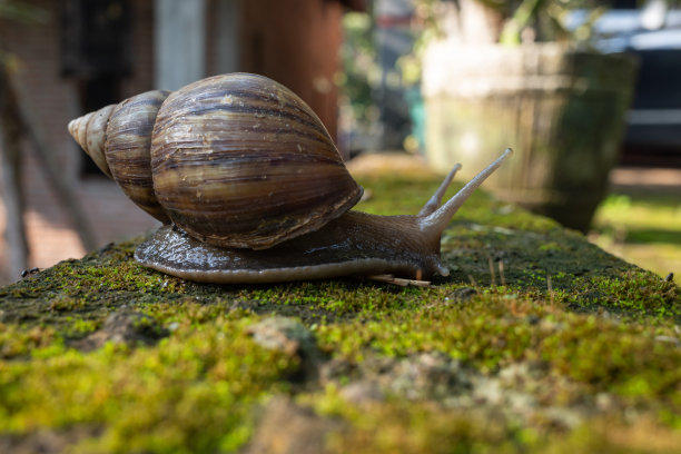 mollusk