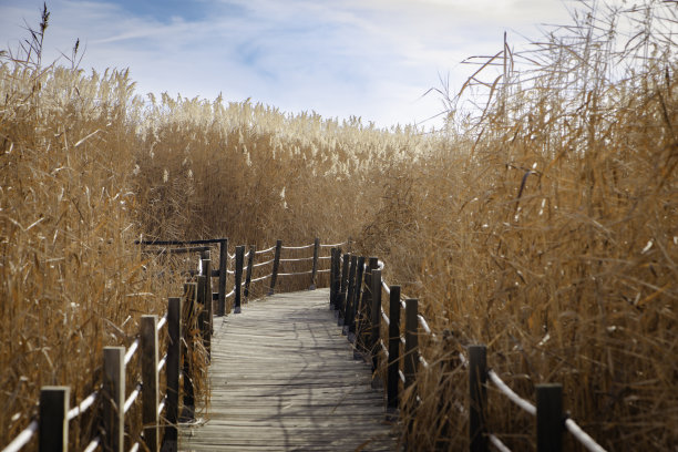 reed