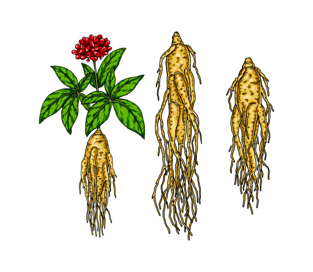 人参中药材插画