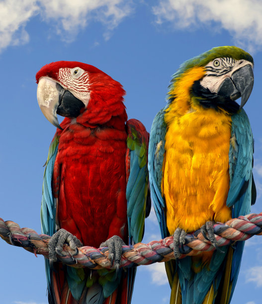 macaws