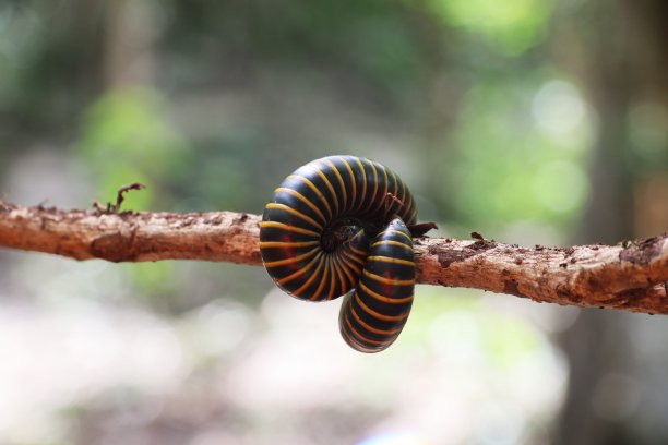 millipede