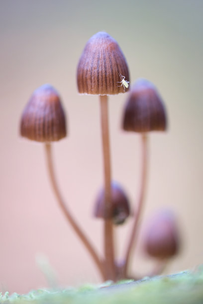 amanitaceae