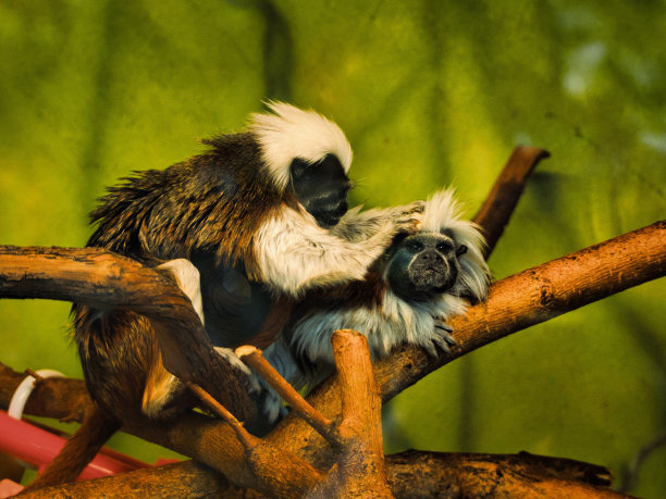 saguinus