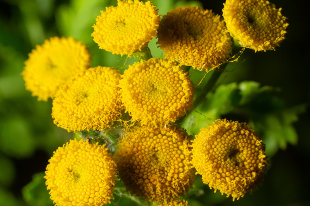 tanacetum