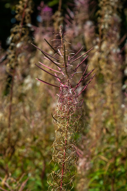 epilobium