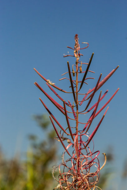 epilobium