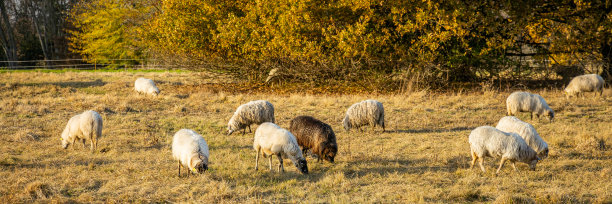 草原日落牧场羊群