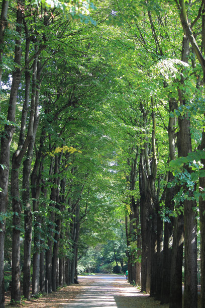 avenue