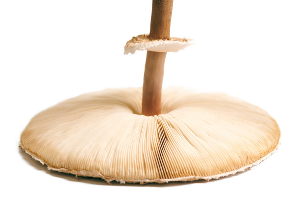 agaric