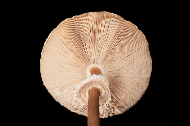 agaric