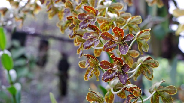 cymbidium