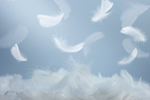 plumage