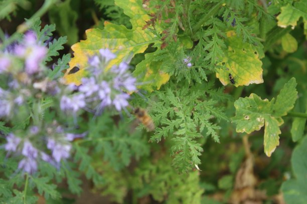 filipendula