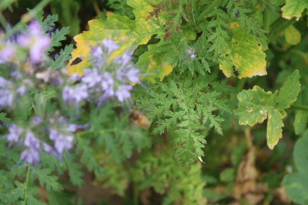 filipendula