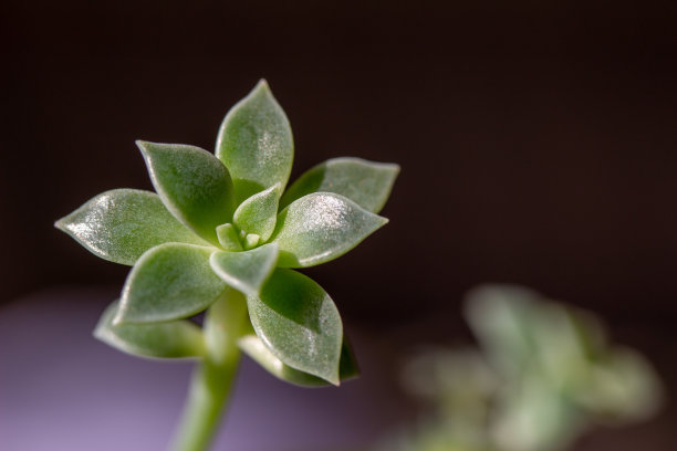 crassula
